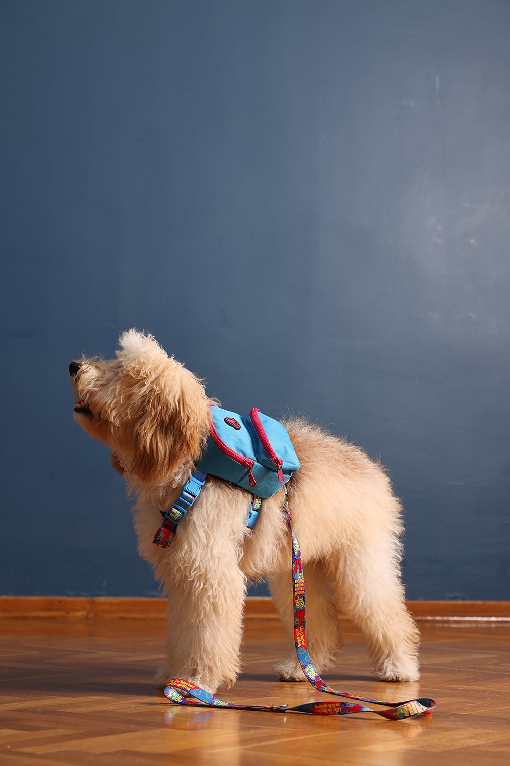 Pawlook-Pawlook, Köpek Sırt Çantası, Köpek Göğüs Tasması, Mavi-Köpek-2-Milagron.com