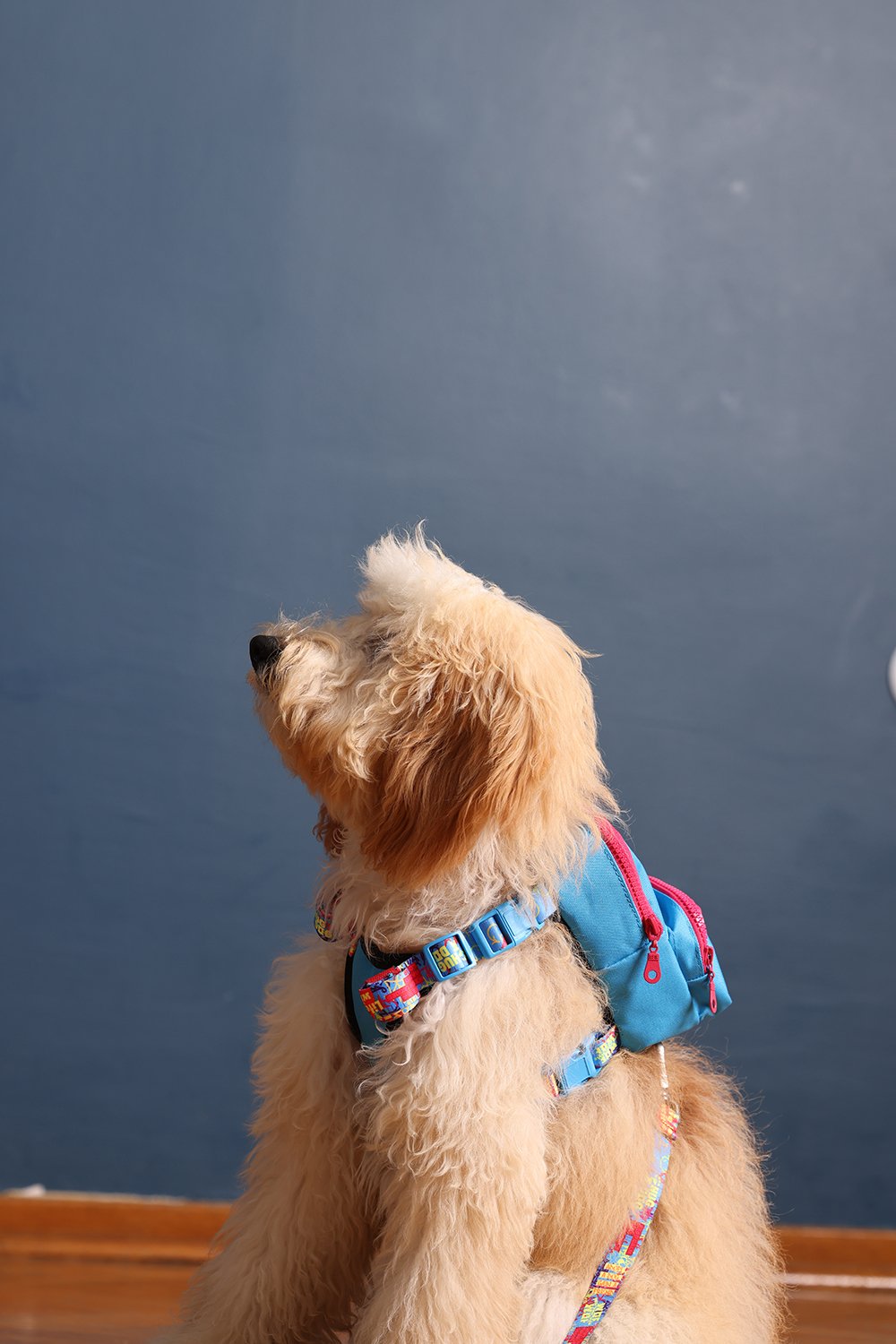 Pawlook-Pawlook, Köpek Sırt Çantası, Köpek Göğüs Tasması, Mavi-Köpek-2-Milagron.com