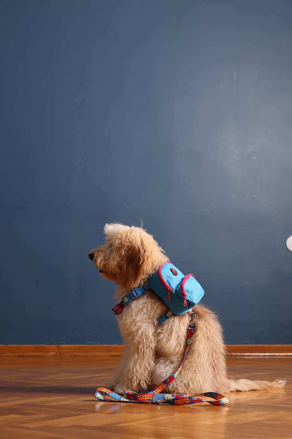 Pawlook-Pawlook, Köpek Sırt Çantası, Köpek Göğüs Tasması, Mavi-Köpek-4-Milagron.com