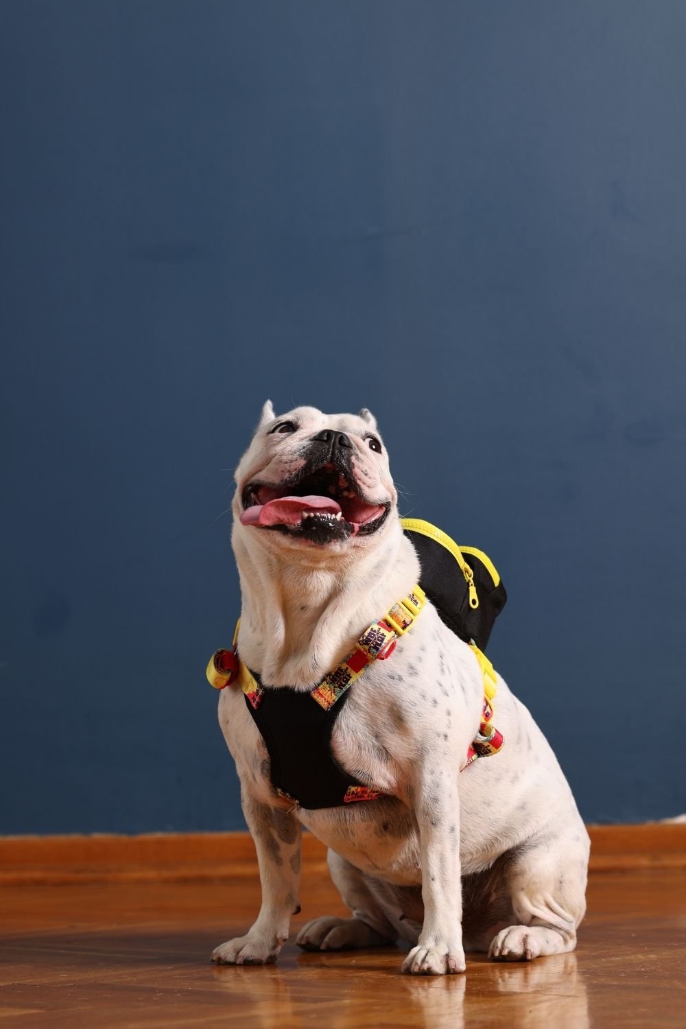 Pawlook-Pawlook, Köpek Sırt Çantası, Köpek Göğüs Tasması, Siyah-Köpek-1-Milagron.com