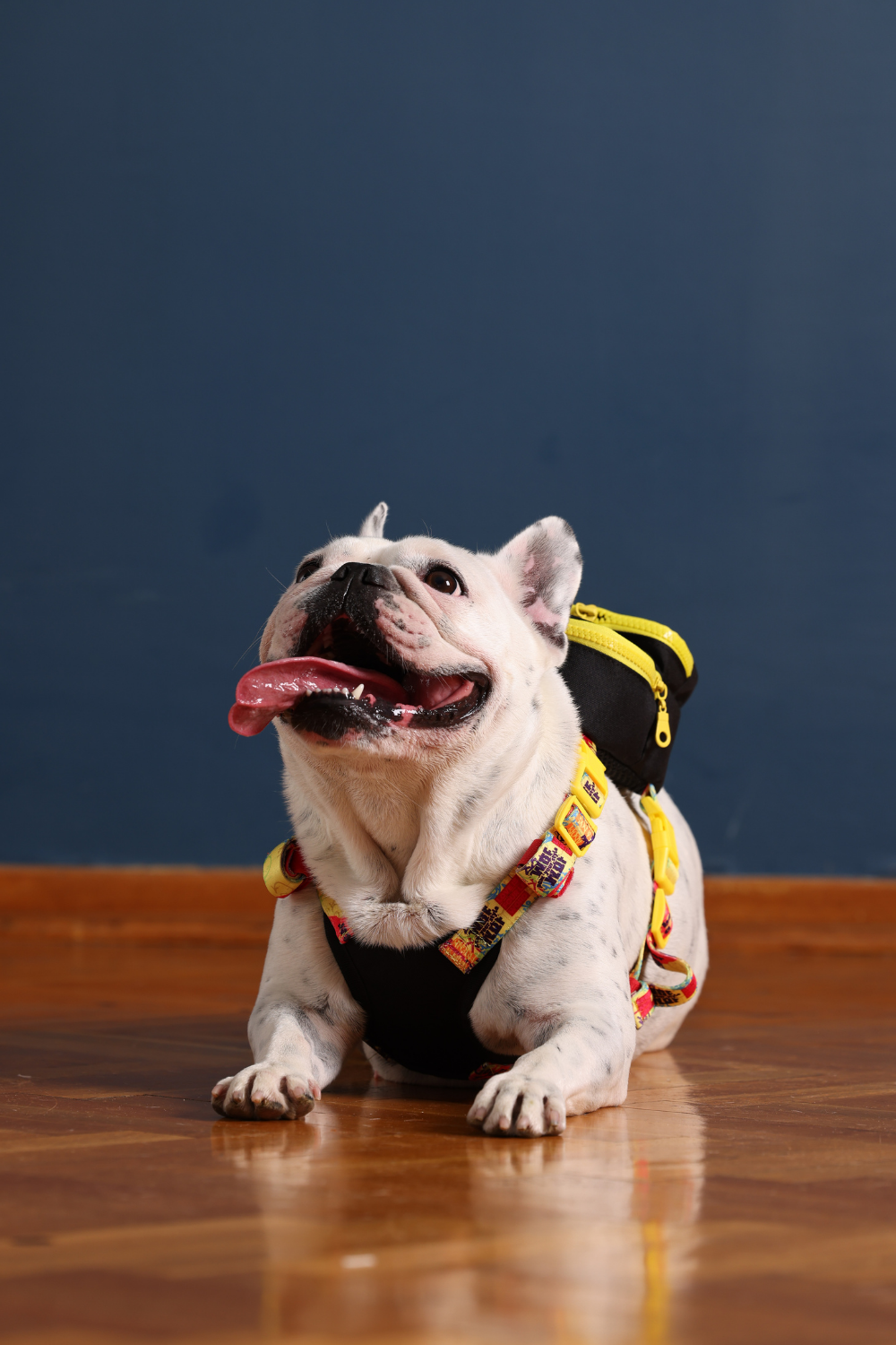 Pawlook-Pawlook, Köpek Sırt Çantası, Köpek Göğüs Tasması, Siyah-Köpek-3-Milagron.com