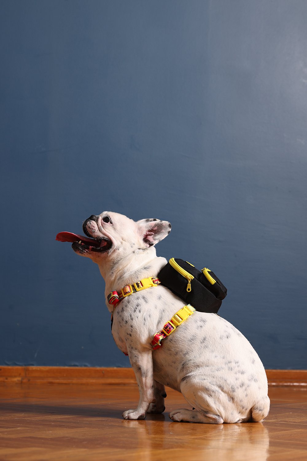 Pawlook-Pawlook, Köpek Sırt Çantası, Köpek Göğüs Tasması, Siyah-Köpek-5-Milagron.com