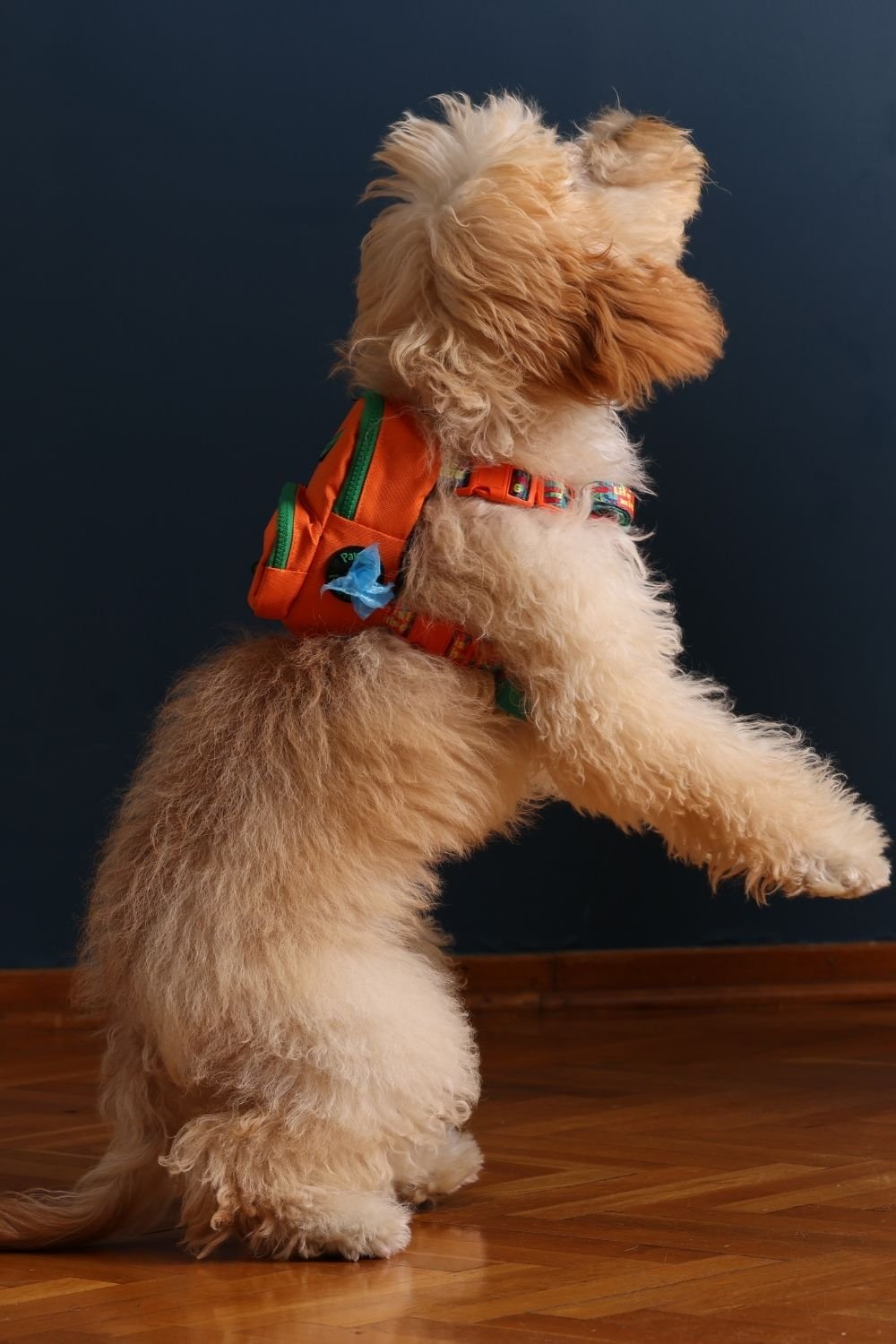 Pawlook-Pawlook, Köpek Sırt Çantası, Köpek Göğüs Tasması, Turuncu-Köpek-1-Milagron.com