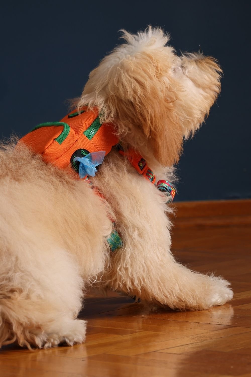 Pawlook-Pawlook, Köpek Sırt Çantası, Köpek Göğüs Tasması, Turuncu-Köpek-2-Milagron.com