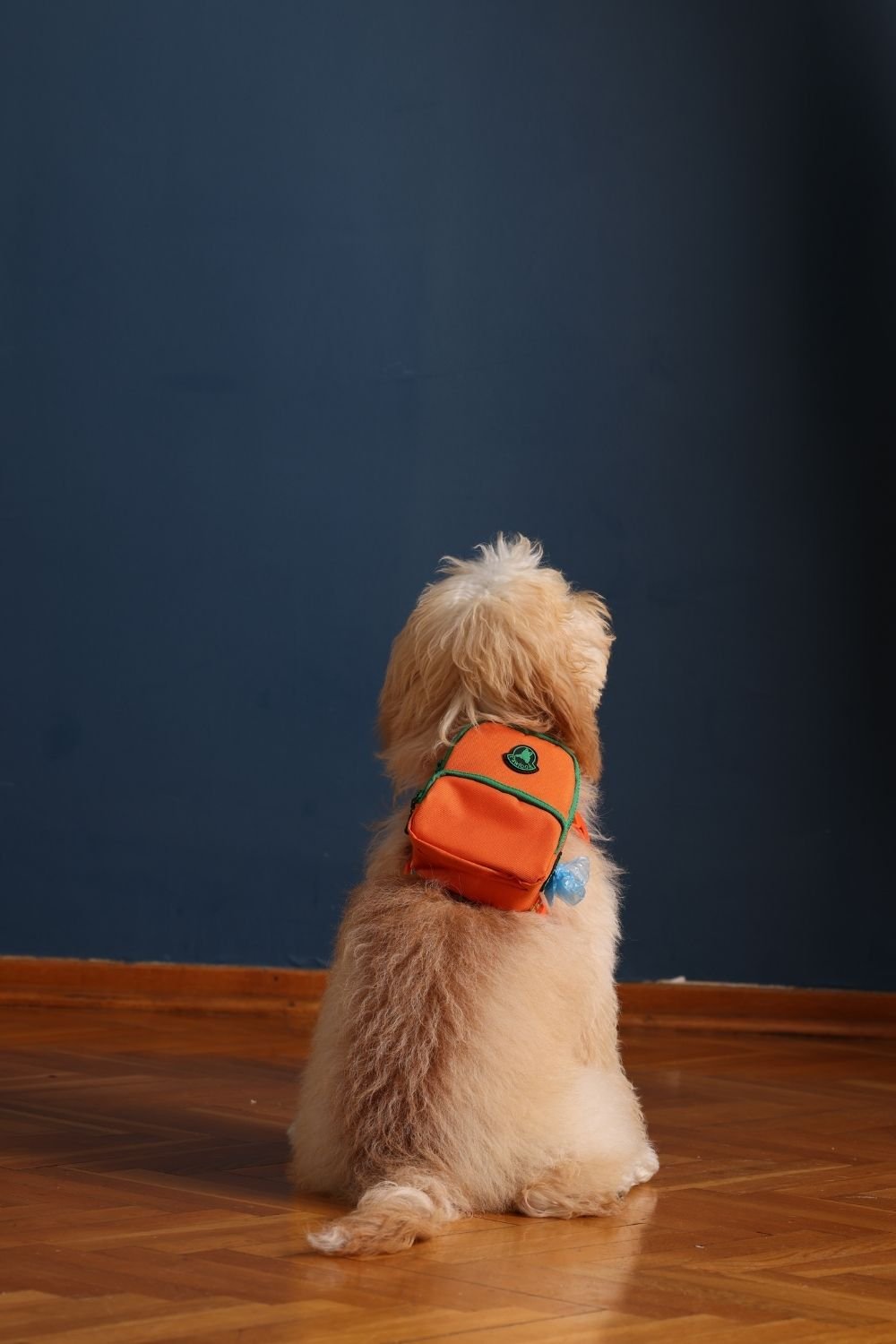 Pawlook-Pawlook, Köpek Sırt Çantası, Köpek Göğüs Tasması, Turuncu-Köpek-2-Milagron.com