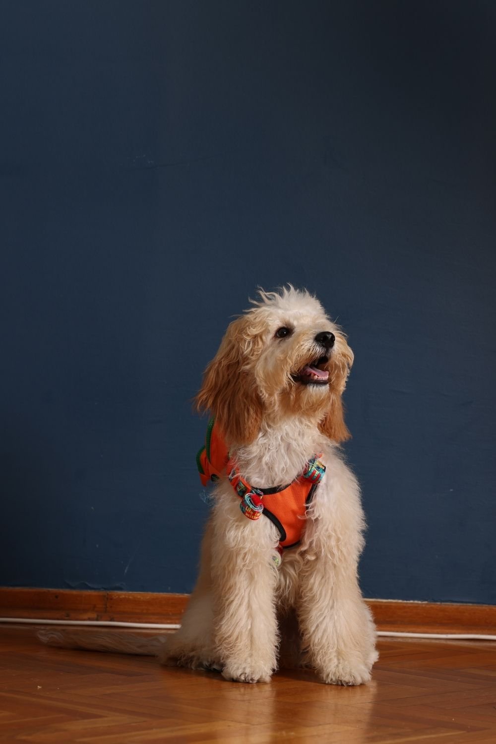 Pawlook-Pawlook, Köpek Sırt Çantası, Köpek Göğüs Tasması, Turuncu-Köpek-3-Milagron.com