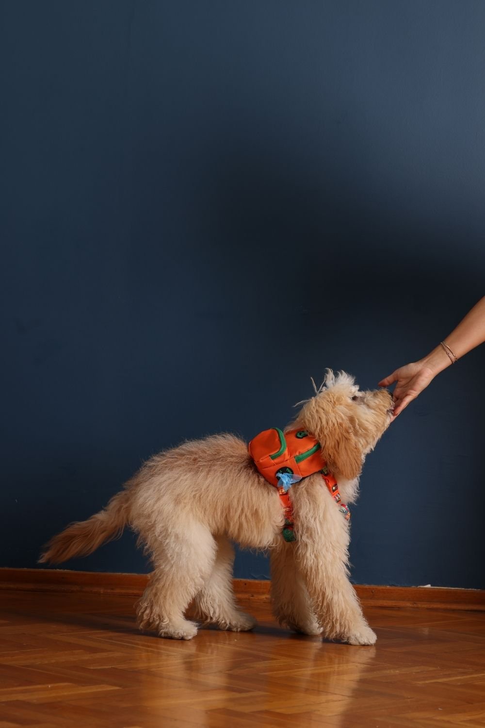 Pawlook-Pawlook, Köpek Sırt Çantası, Köpek Göğüs Tasması, Turuncu-Köpek-4-Milagron.com