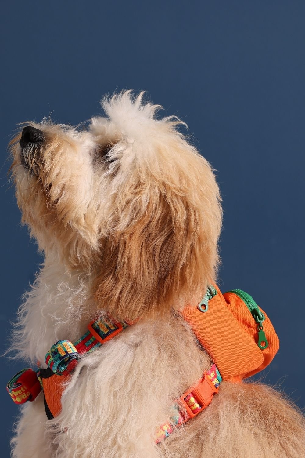 Pawlook-Pawlook, Köpek Sırt Çantası, Köpek Göğüs Tasması, Turuncu-Köpek-5-Milagron.com