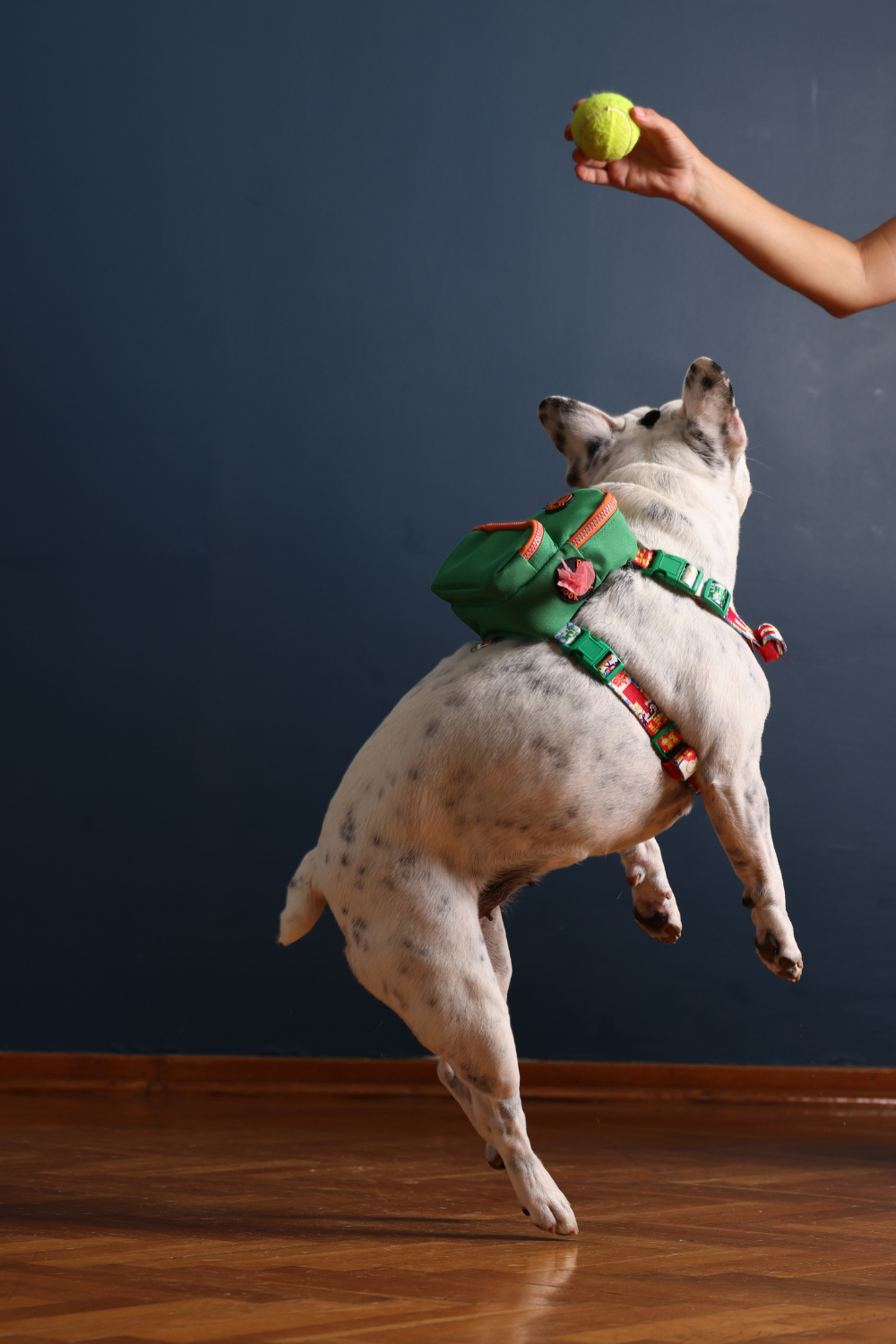 Pawlook-Pawlook, Köpek Sırt Çantası, Köpek Göğüs Tasması, Yeşil-Köpek-1-Milagron.com