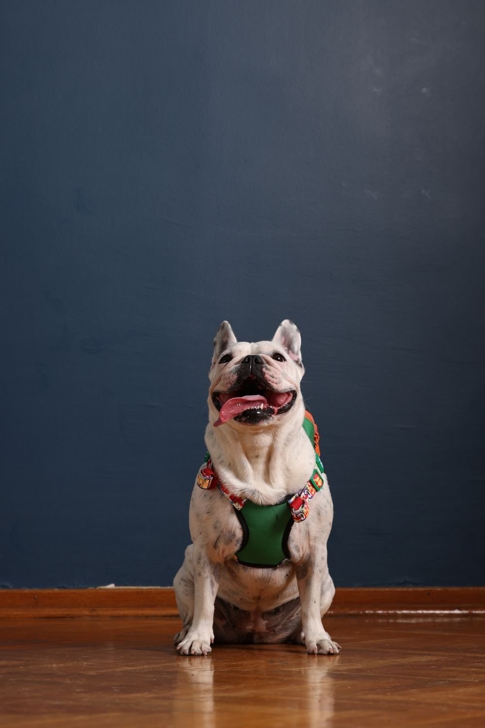 Pawlook-Pawlook, Köpek Sırt Çantası, Köpek Göğüs Tasması, Yeşil-Köpek-4-Milagron.com