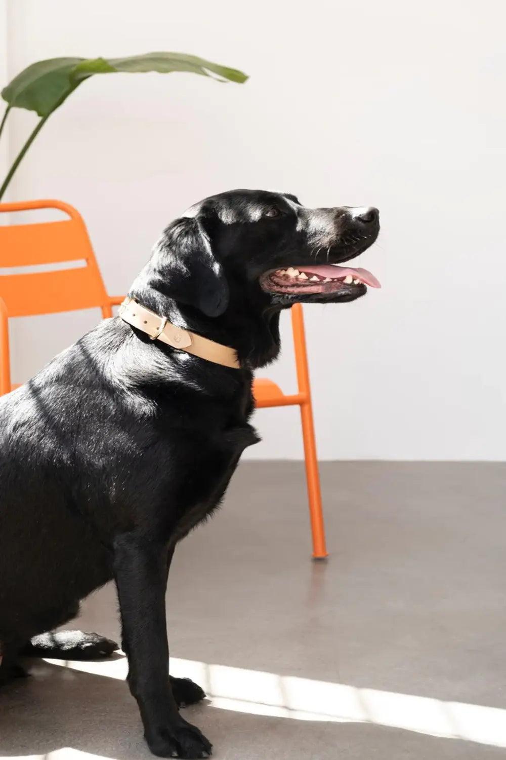 Pups & Itchy-Deri Köpek Boyun Tasması - Beige-Köpek-1-Milagron.com