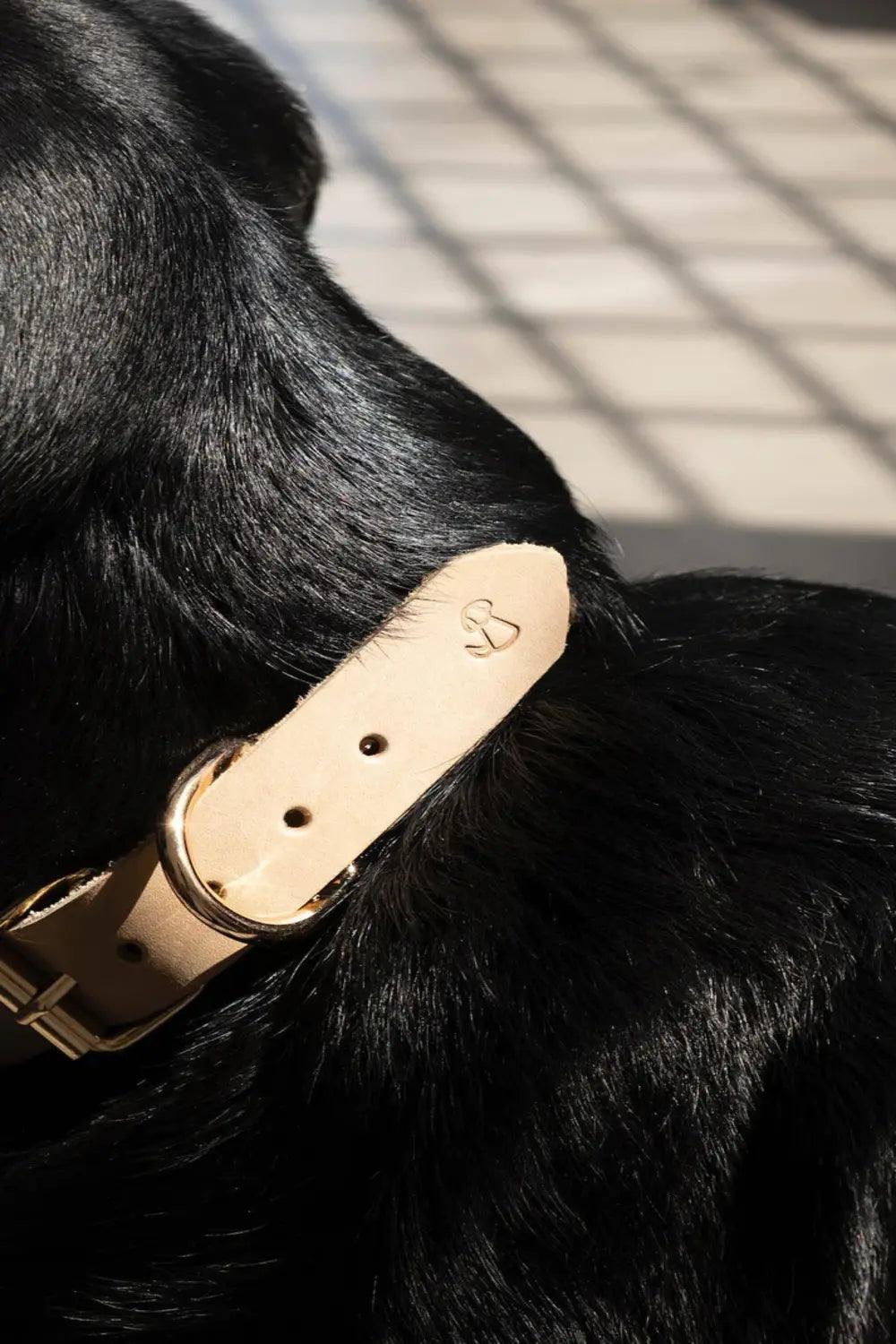 Pups & Itchy-Deri Köpek Boyun Tasması - Beige-Köpek-2-Milagron.com