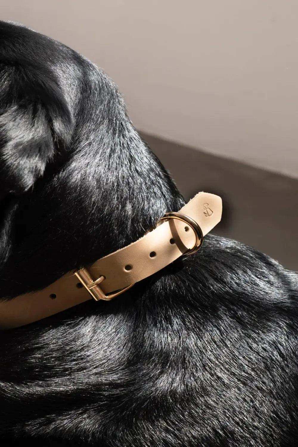 Pups & Itchy-Deri Köpek Boyun Tasması - Beige-Köpek-3-Milagron.com