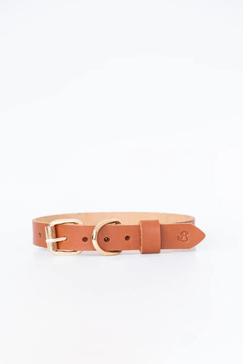 Pups & Itchy-Deri Köpek Boyun Tasması - Bruno-Köpek-1-Milagron.com