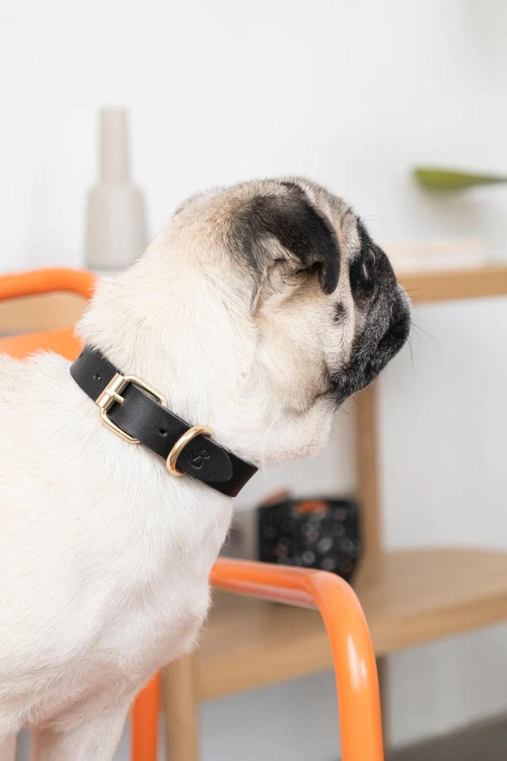 Pups & Itchy-Deri Köpek Boyun Tasması - Nero-Köpek-1-Milagron.com