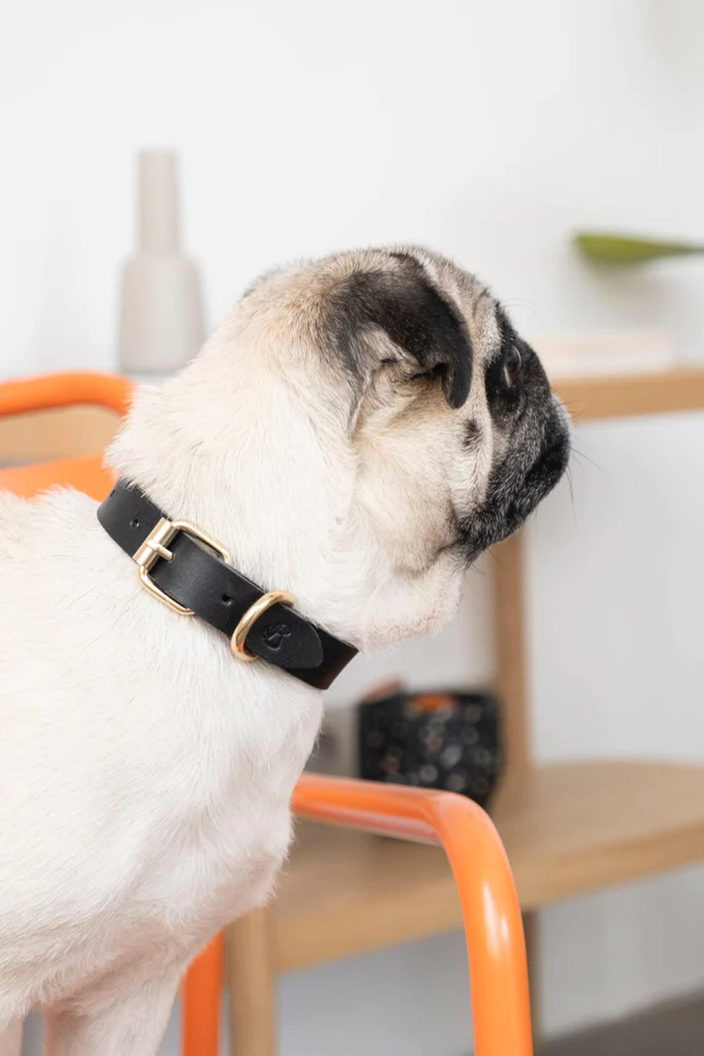 Pups & Itchy-Deri Köpek Boyun Tasması - Nero-Köpek-3-Milagron.com