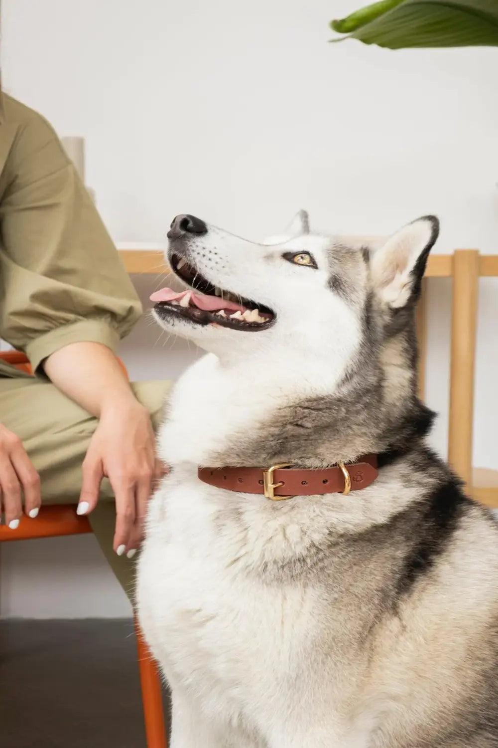 Pups & Itchy-Deri Köpek Boyun Tasması - Rosso-Köpek-1-Milagron.com