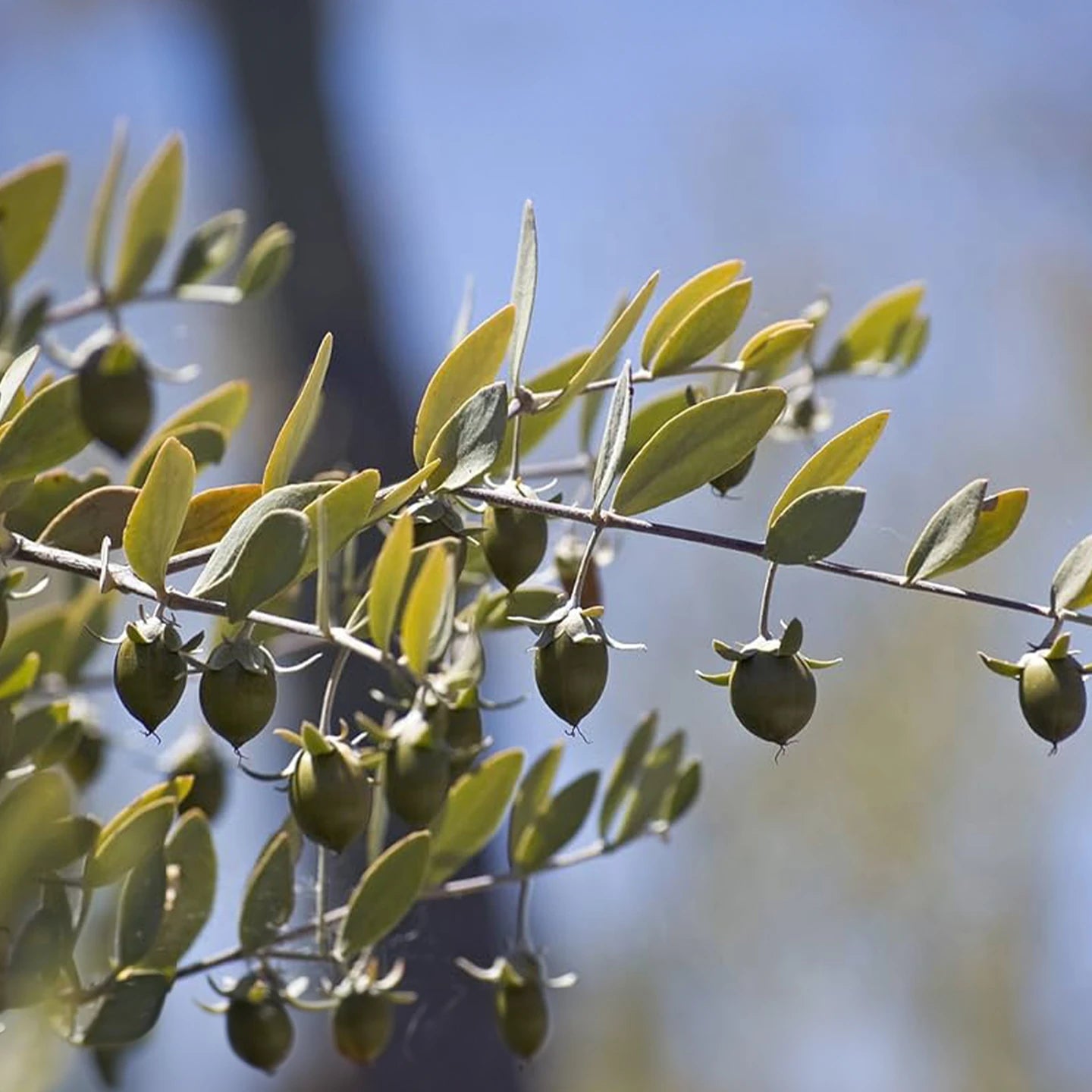 Jojoba Yağı | Soğuk Sıkım Taşıyıcı Yağ