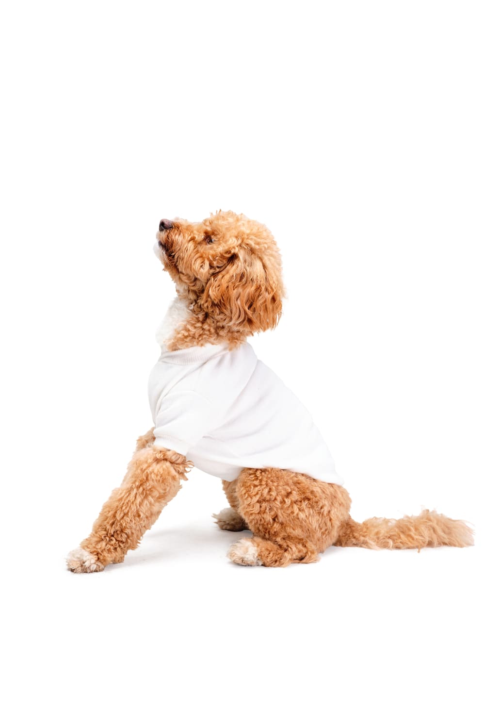 Siena Couture-Bianco | T-shirt-Köpek-1-Milagron.com