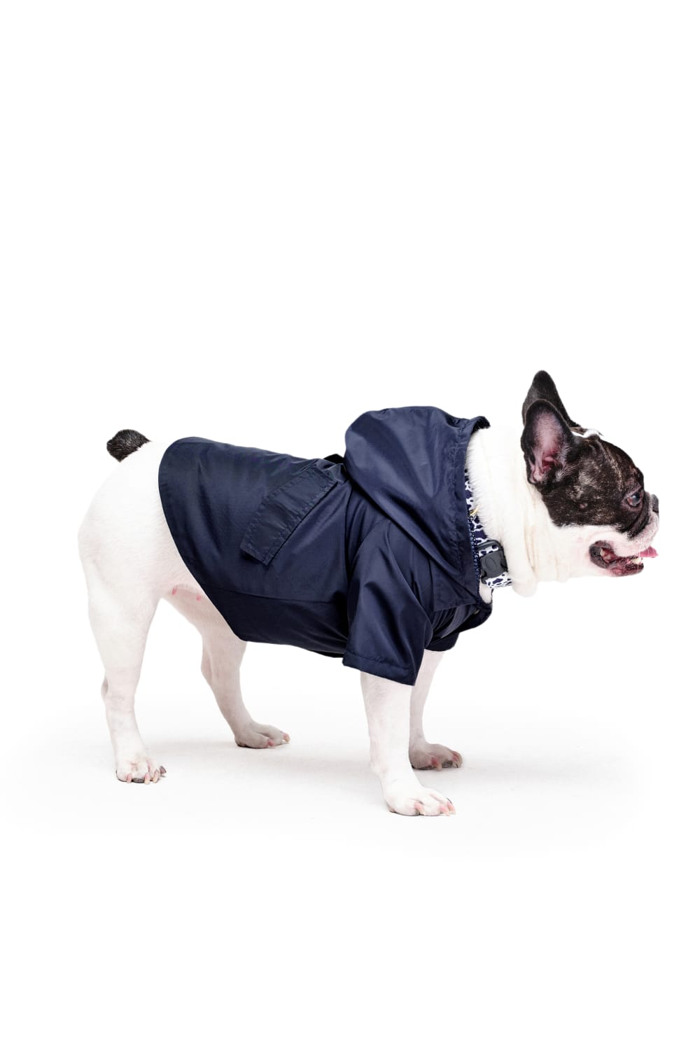 Siena Couture-Fedelta | Gezi Seti-Köpek-7-Milagron.com