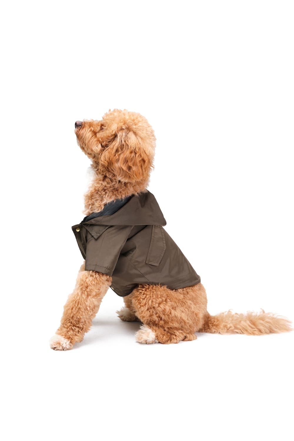 Siena Couture-Fonte Branda Green | Yağmurluk-Köpek-1-Milagron.com