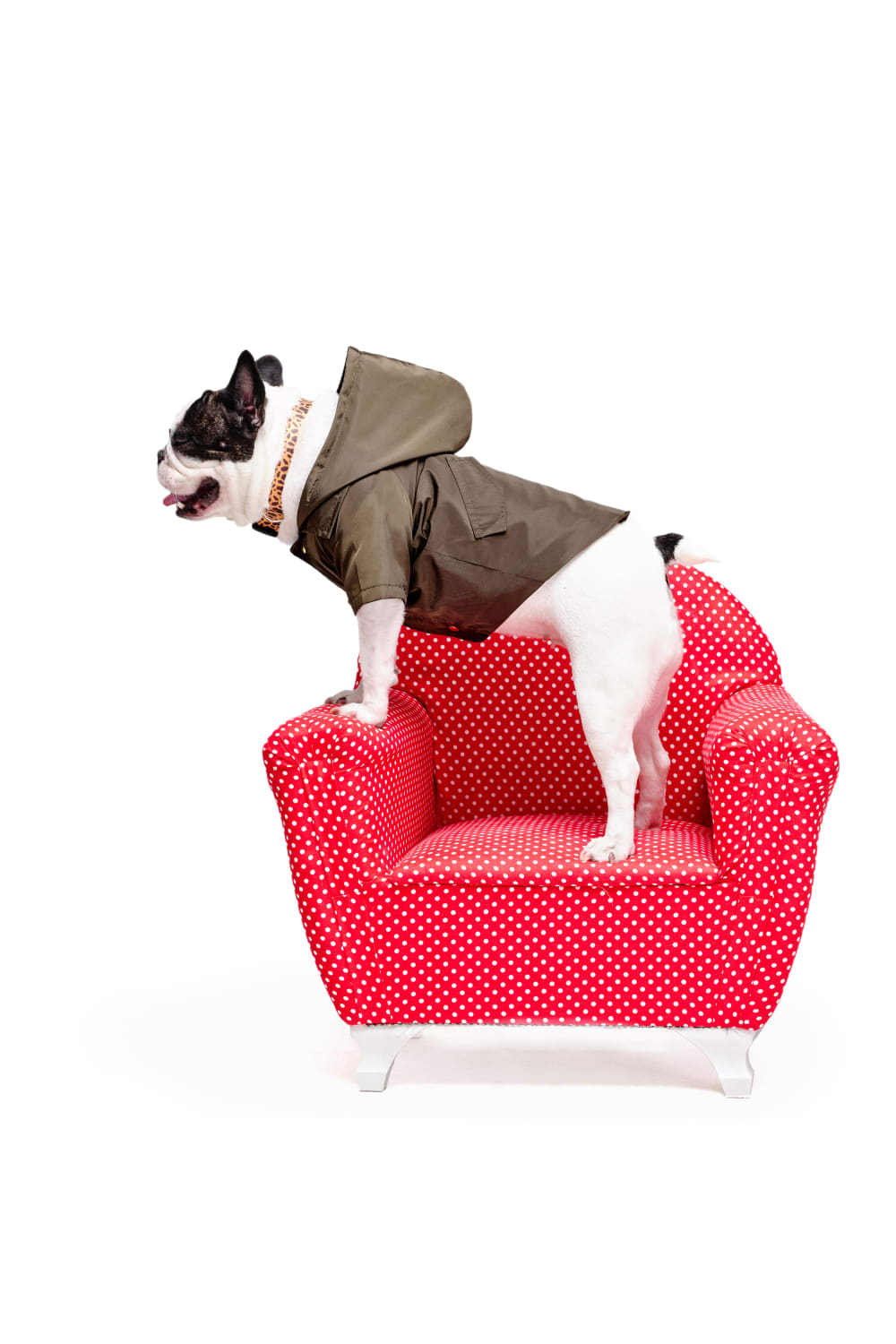 Siena Couture-Fonte Branda Green | Yağmurluk-Köpek-3-Milagron.com