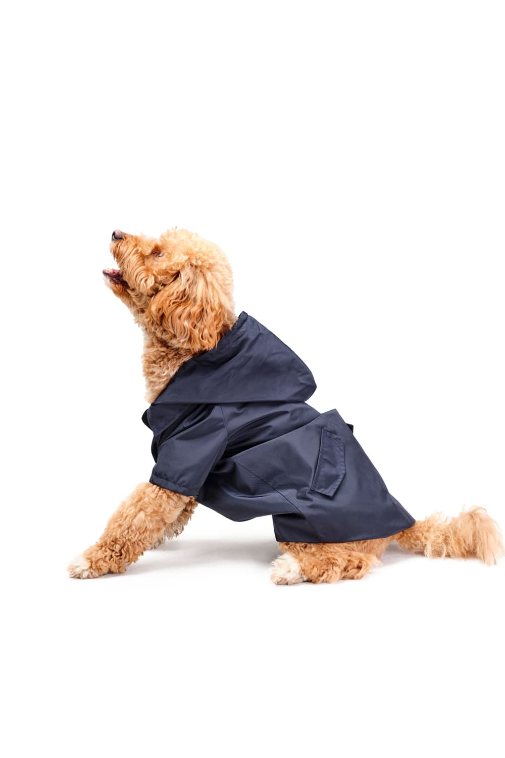 Siena Couture-Fontebranda Blue | Yağmurluk-Köpek-2-Milagron.com