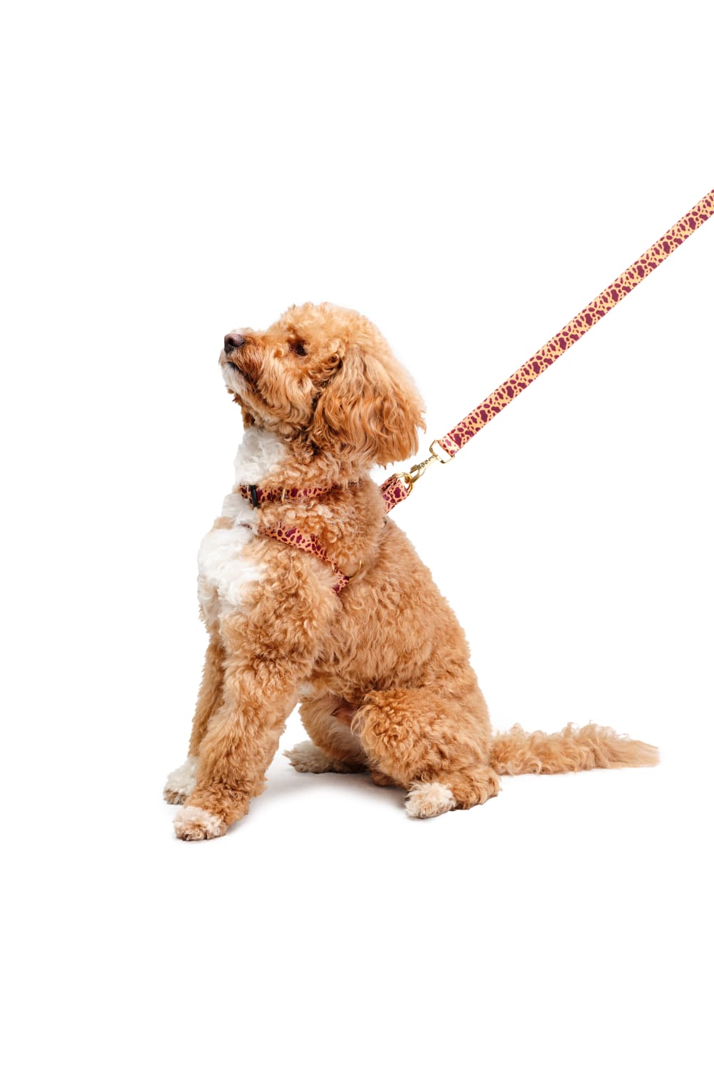 Siena Couture-Fudicia | Gezi Seti-Köpek-2-Milagron.com