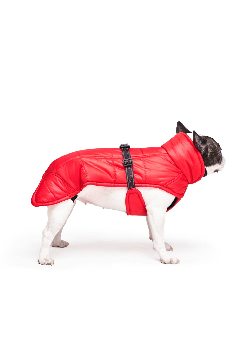 Siena Couture-Isonzo | Koşu Takımı-Köpek-1-Milagron.com