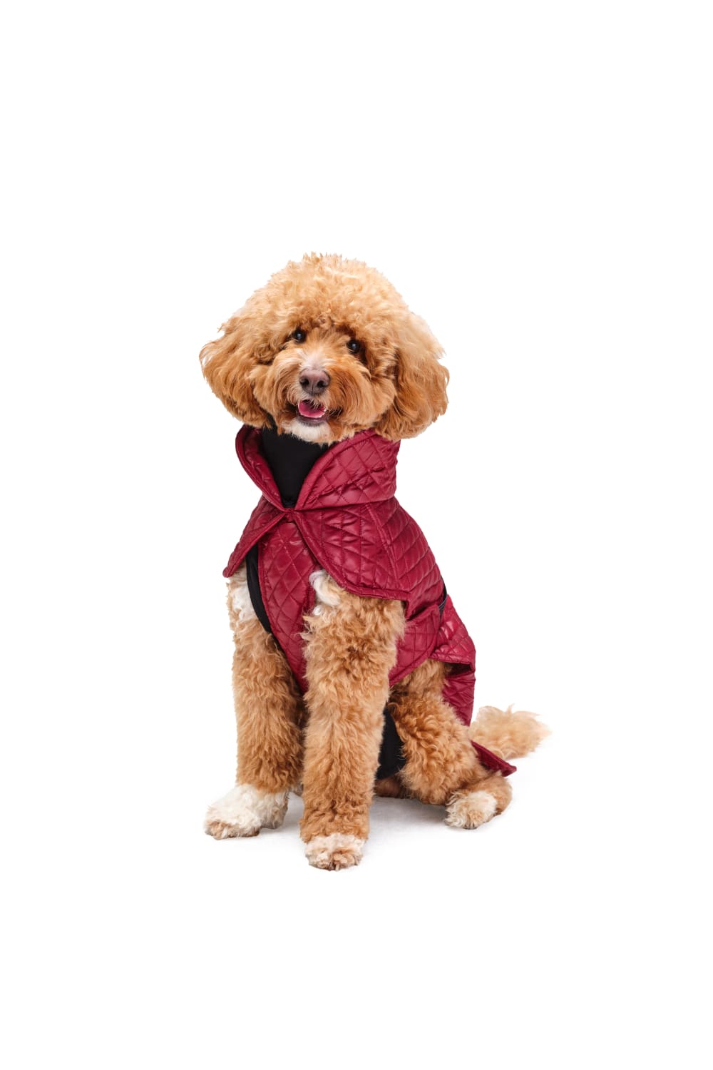 Siena Couture-Mazzini | Koşu Takımı-Köpek-1-Milagron.com