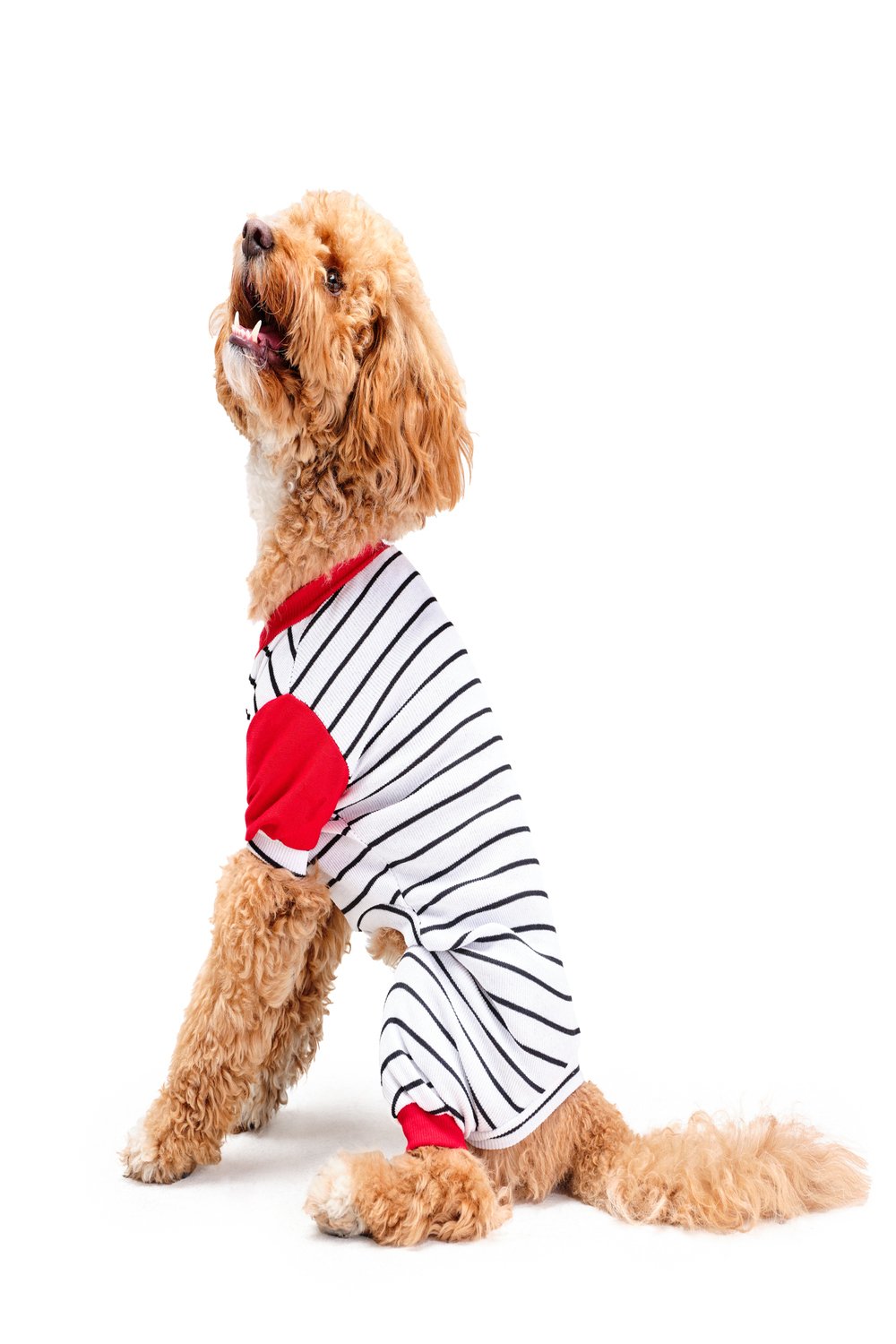 Siena Couture-Pigiama Thin | Pijama-Köpek-1-Milagron.com