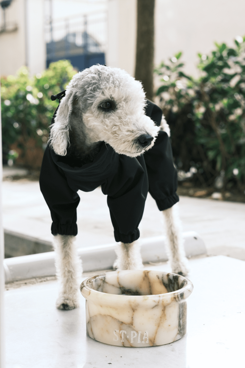 St. Pia-Marbowl Mama + Su Kabı-Spilt Ink-Köpek-3-Milagron.com