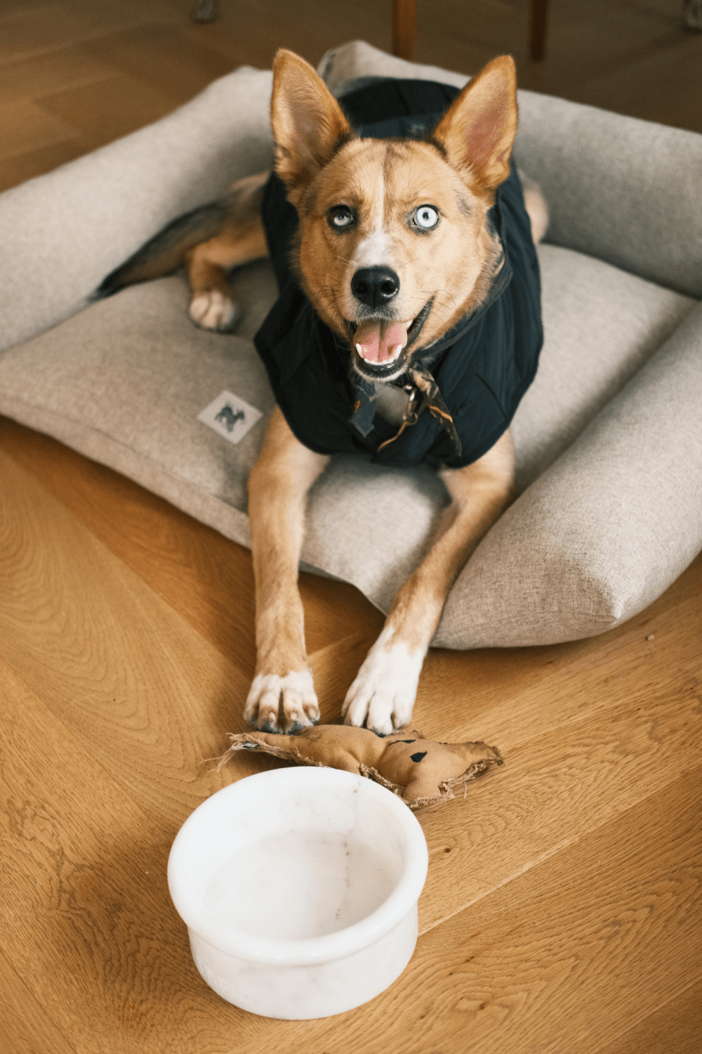 St. Pia-Marbowl Mama + Su Kabı-White-Köpek-4-Milagron.com