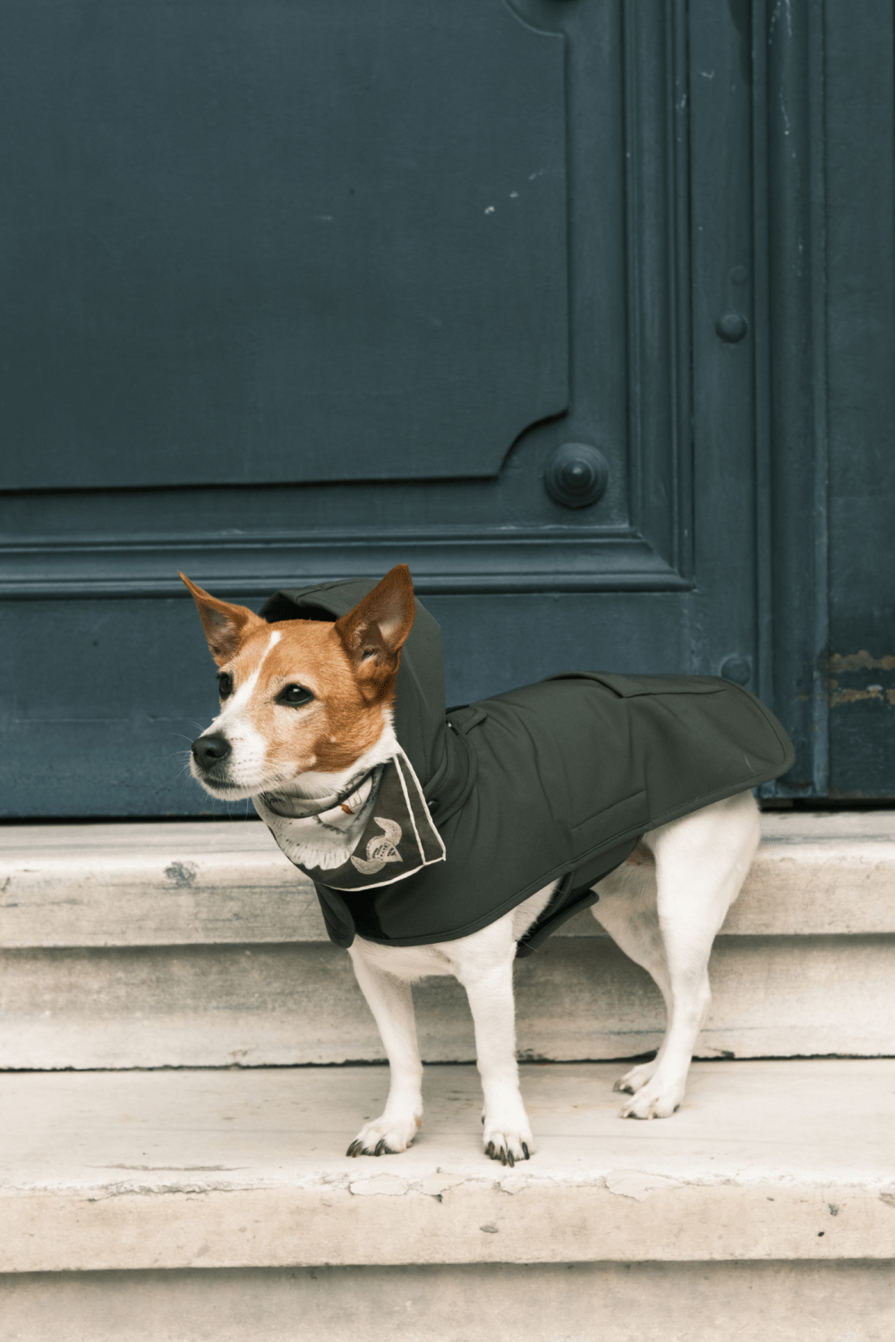 St. Pia-Pluvio Köpek Yağmurluğu-Köpek-2-Milagron.com