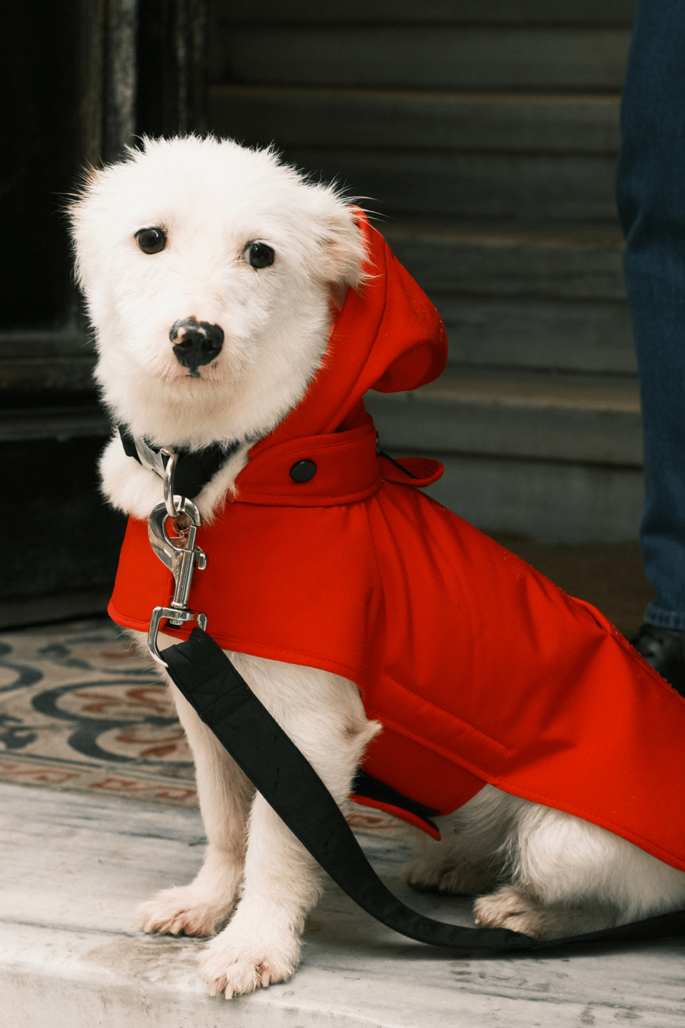 St. Pia-Pluvio Köpek Yağmurluğu-Köpek-2-Milagron.com