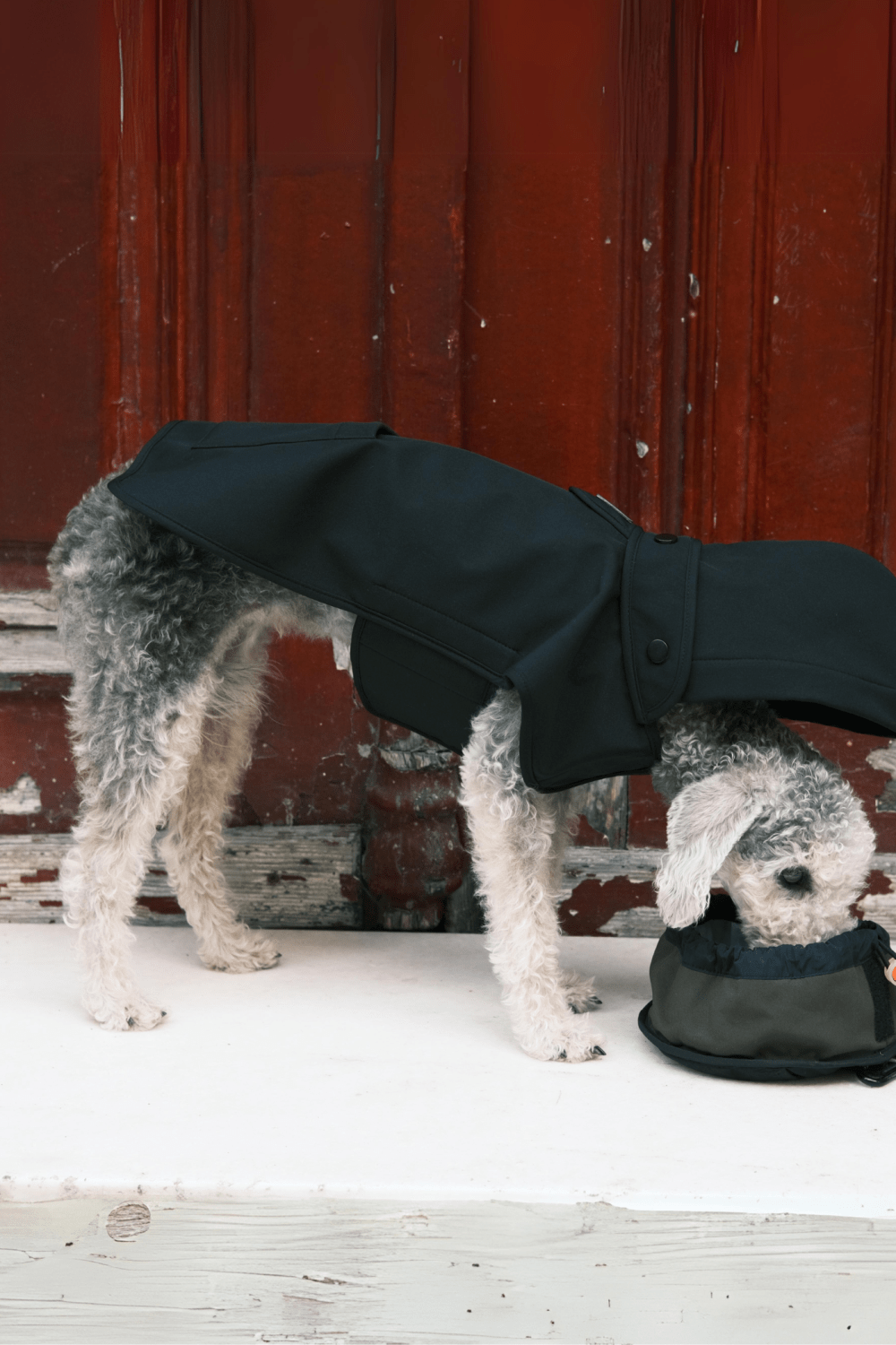 St. Pia-Pluvio Köpek Yağmurluğu-Köpek-3-Milagron.com