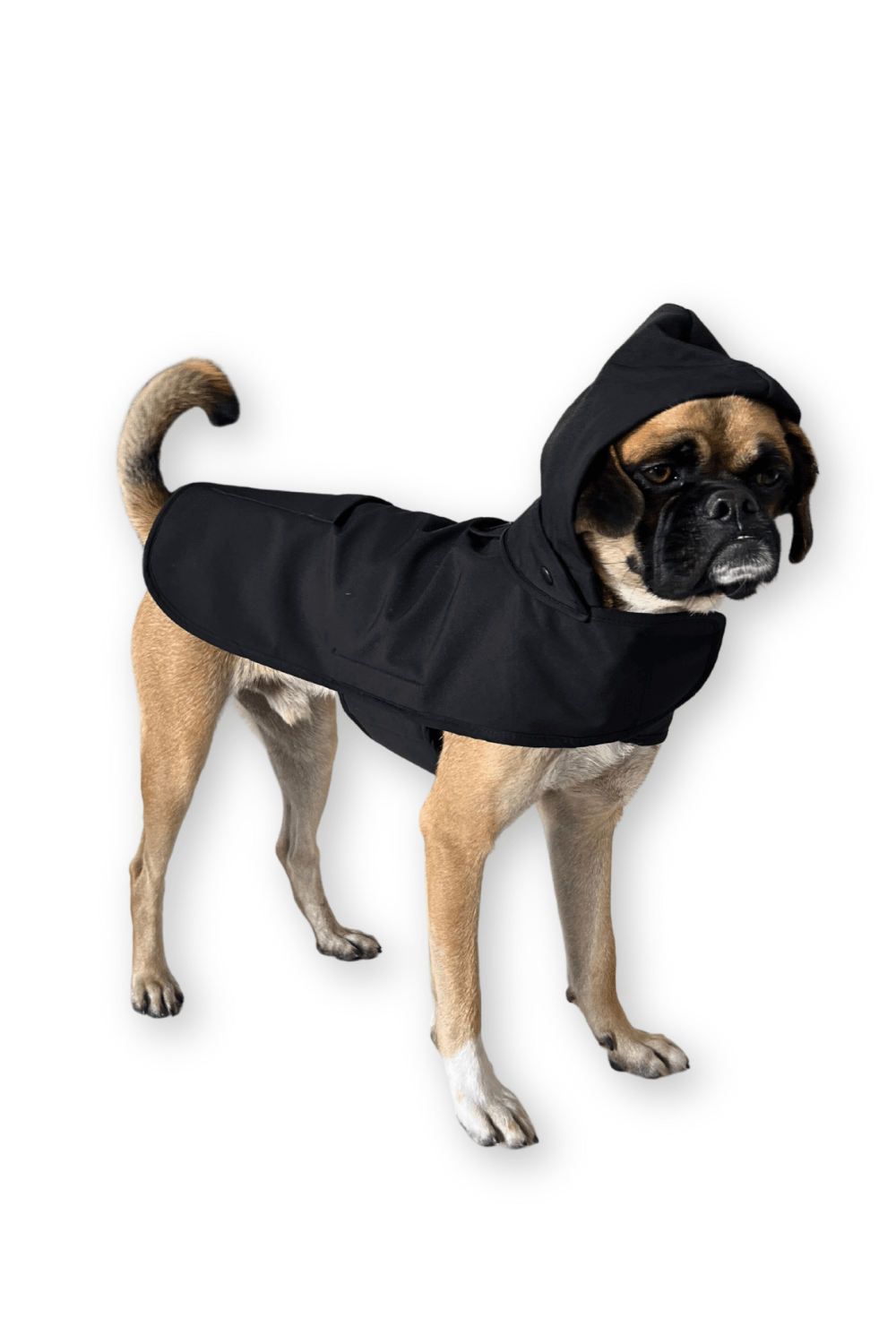 St. Pia-Pluvio Köpek Yağmurluğu-Köpek-4-Milagron.com