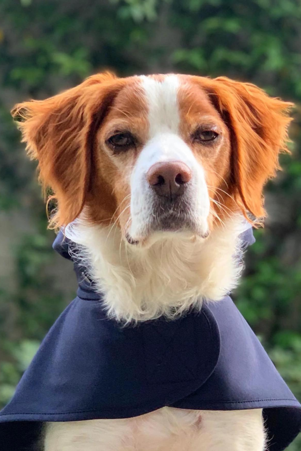 St. Pia-Pluvio Köpek Yağmurluğu-Köpek-4-Milagron.com