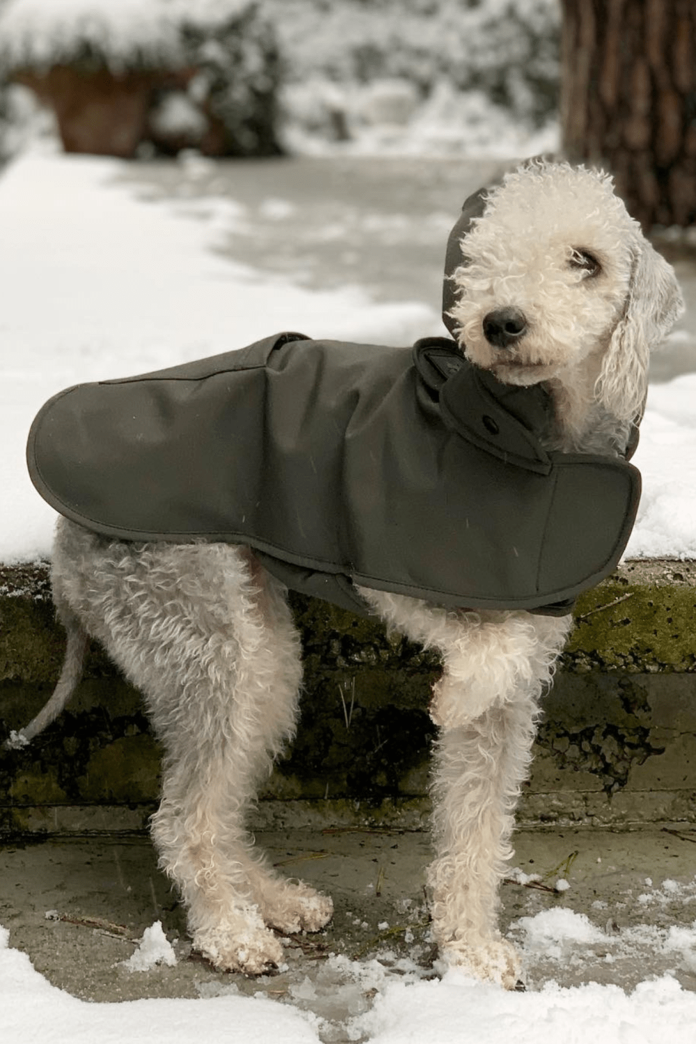 St. Pia-Pluvio Köpek Yağmurluğu-Köpek-4-Milagron.com