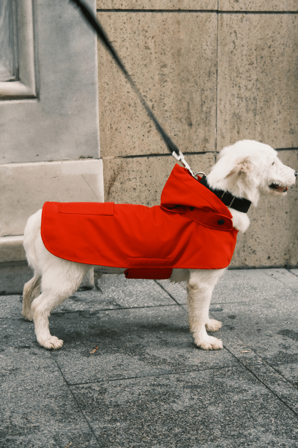 St. Pia-Pluvio Köpek Yağmurluğu-Köpek-4-Milagron.com