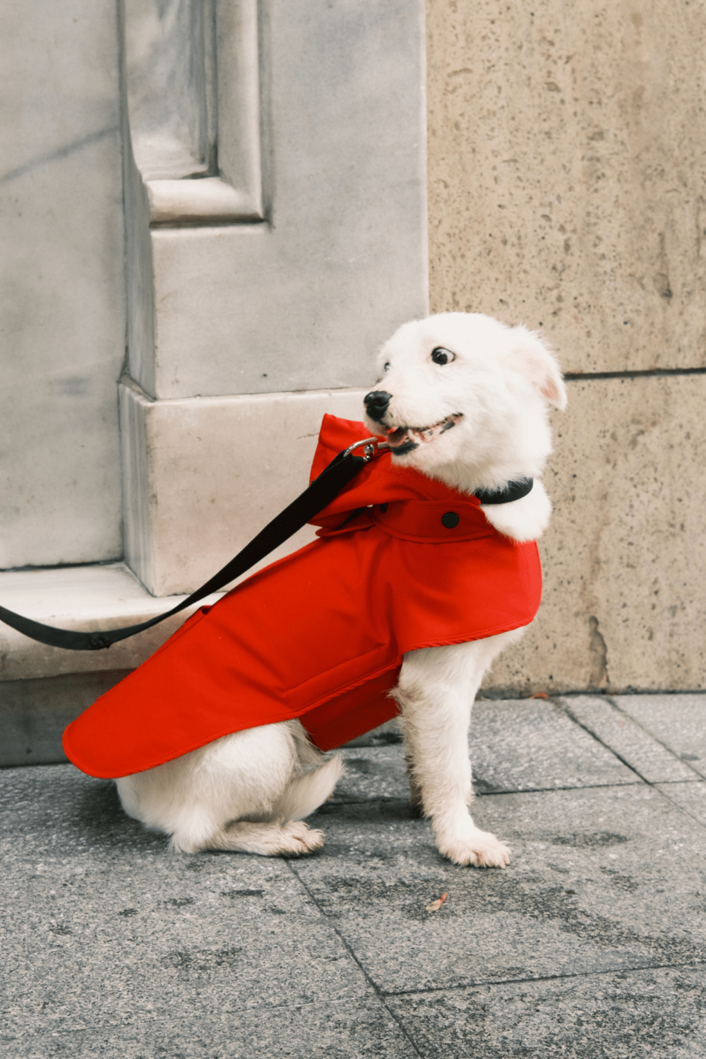 St. Pia-Pluvio Köpek Yağmurluğu-Köpek-5-Milagron.com