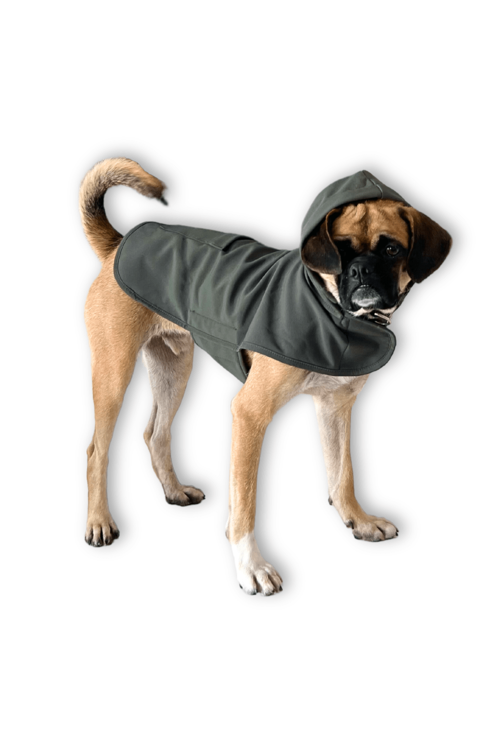 St. Pia-Pluvio Köpek Yağmurluğu-Köpek-6-Milagron.com