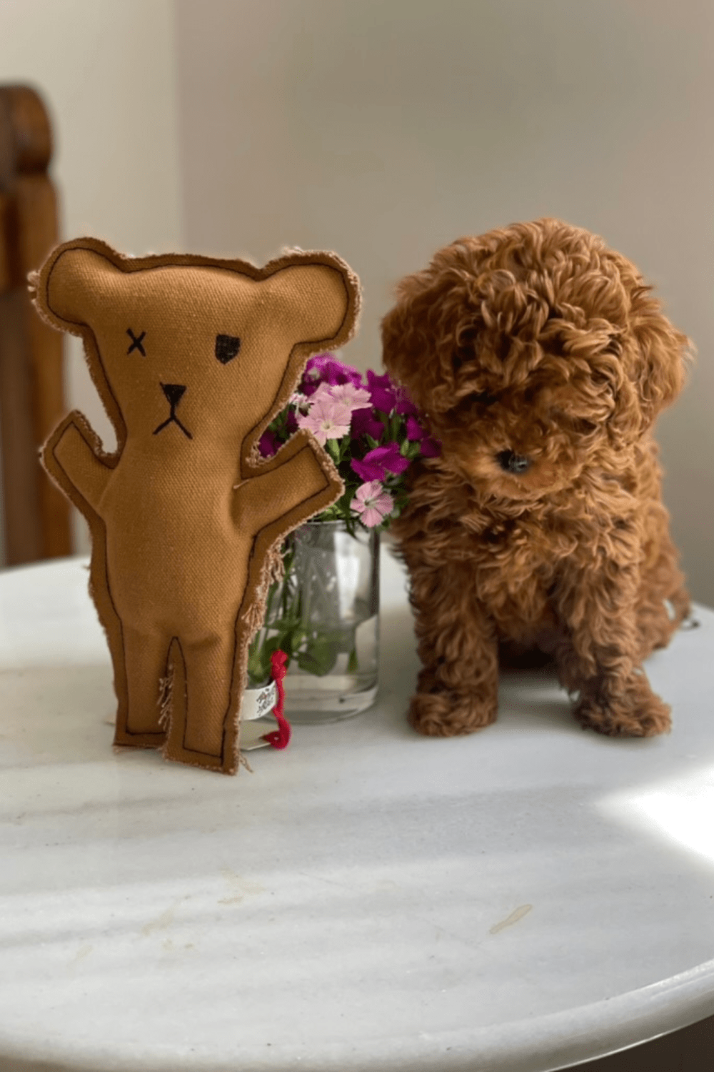 St. Pia-Robear El Yapımı Kedi + Köpek Oyuncağı-Toffee-Köpek-2-Milagron.com