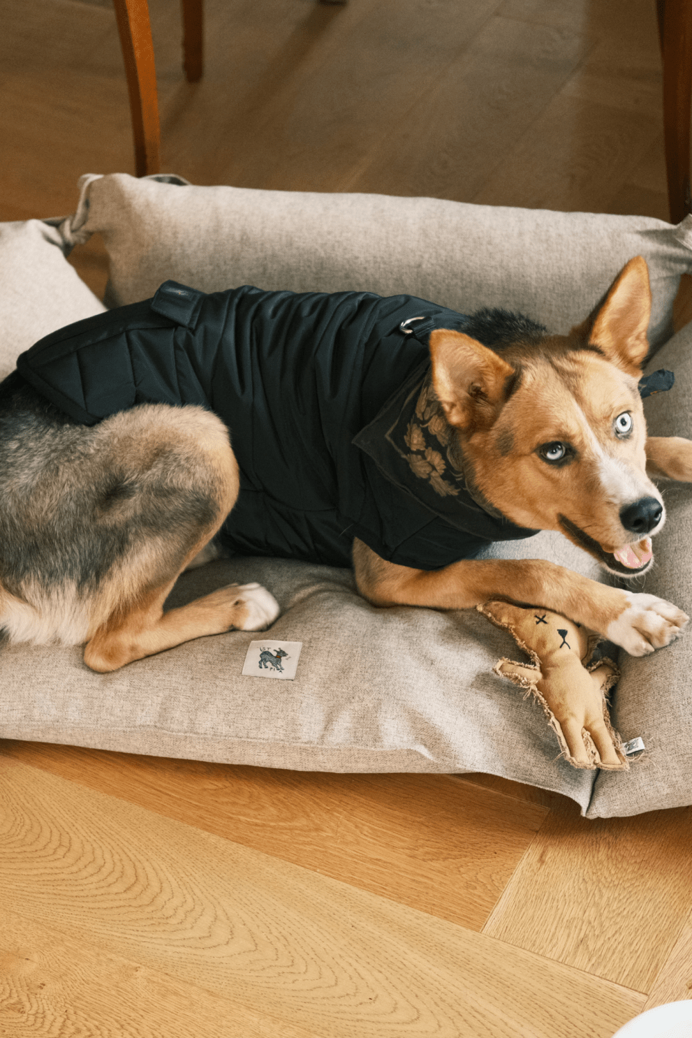 St. Pia-Robear El Yapımı Kedi + Köpek Oyuncağı-Toffee-Köpek-3-Milagron.com