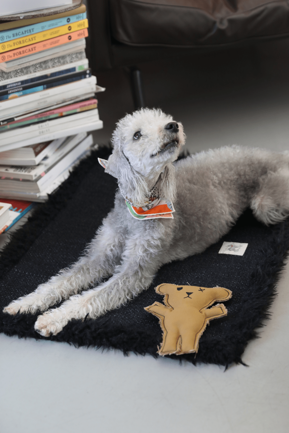 St. Pia-Robear El Yapımı Kedi + Köpek Oyuncağı-Toffee-Köpek-6-Milagron.com