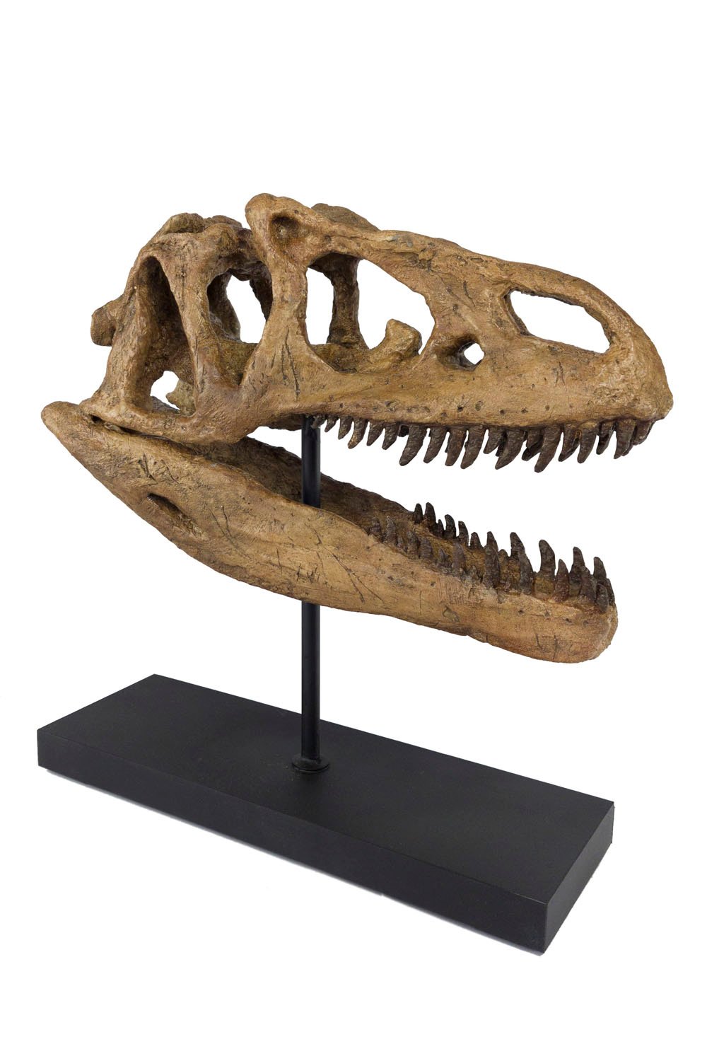 The Fossil Art-Allosaurus Seramik Heykel-Heykel-2-Milagron.com