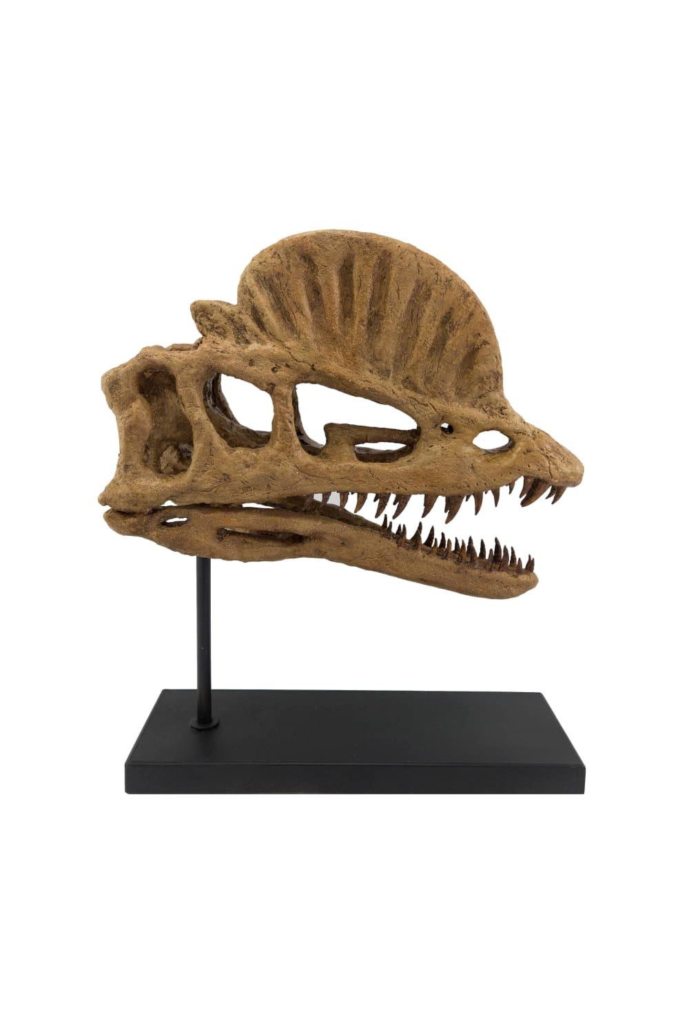 The Fossil Art-Dilophosaurus Fosil Heykeli-Biblo-1-Milagron.com