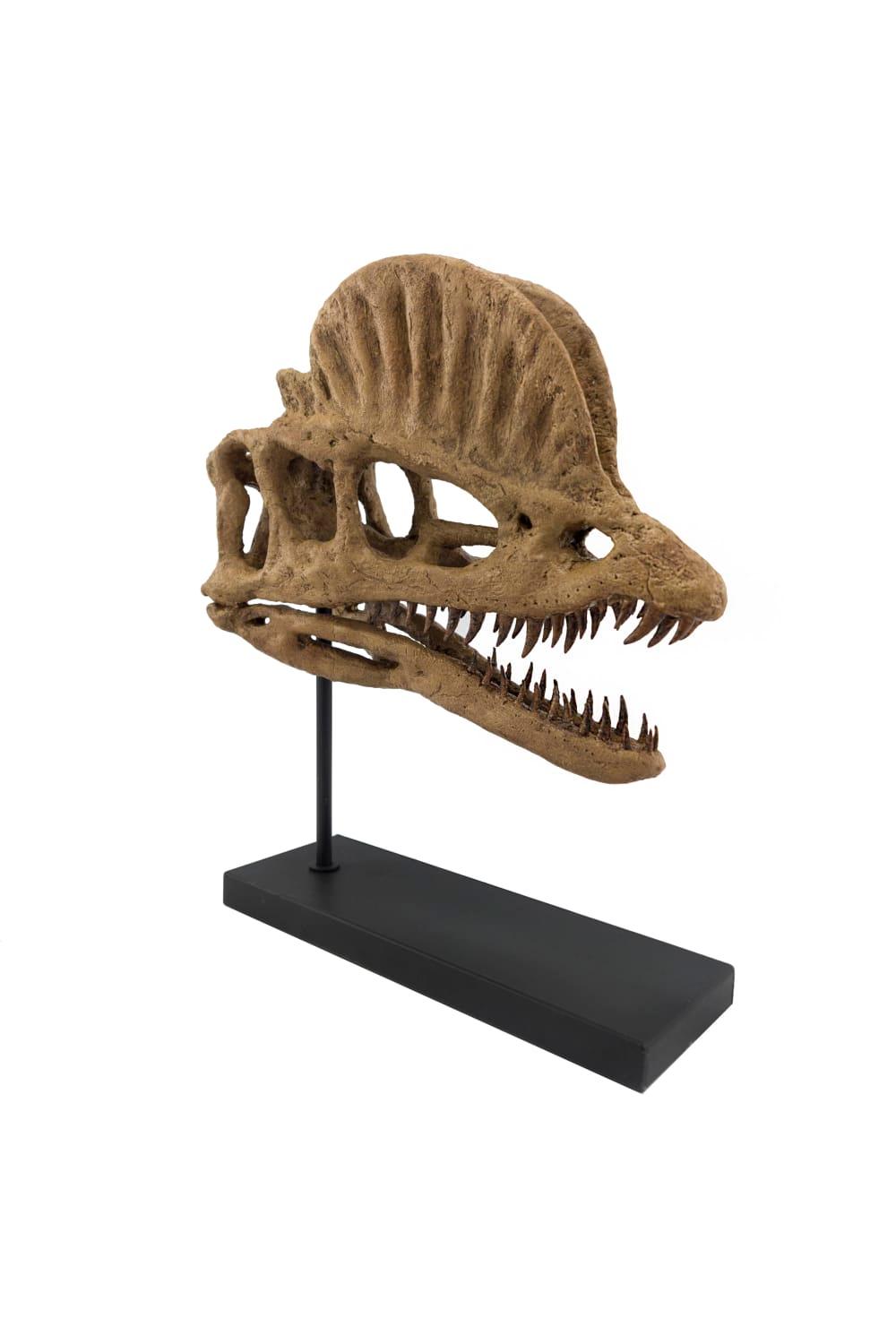 The Fossil Art-Dilophosaurus Fosil Heykeli-Biblo-2-Milagron.com