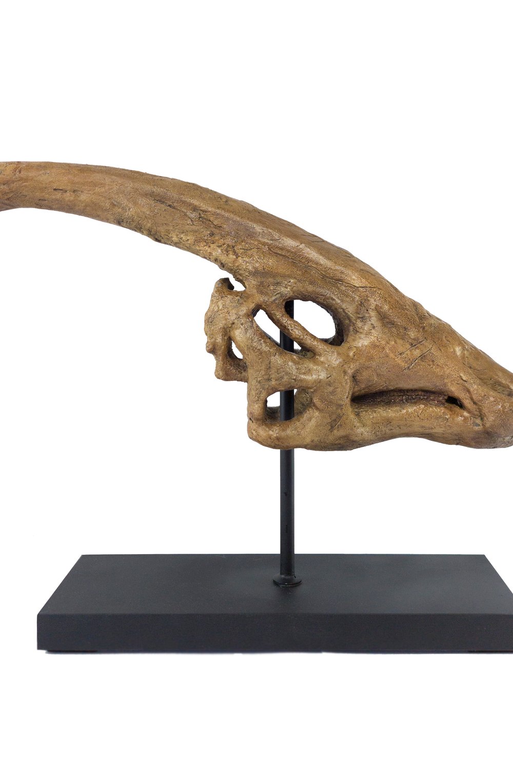 The Fossil Art-Parasaurolophus Fosil Heykeli-Biblo-1-Milagron.com