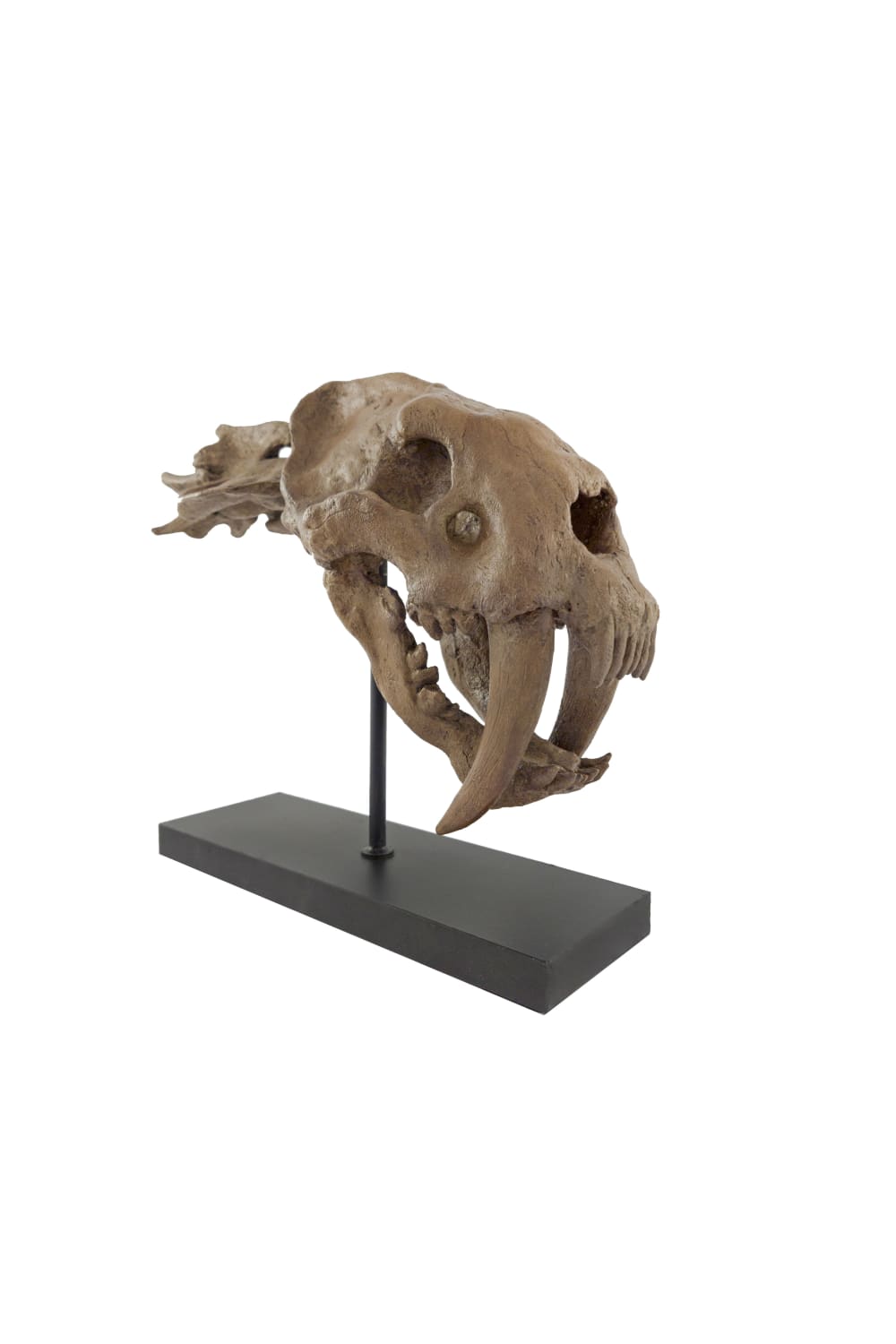 The Fossil Art-Sabertooh Fosil Heykeli-Biblo-1-Milagron.com